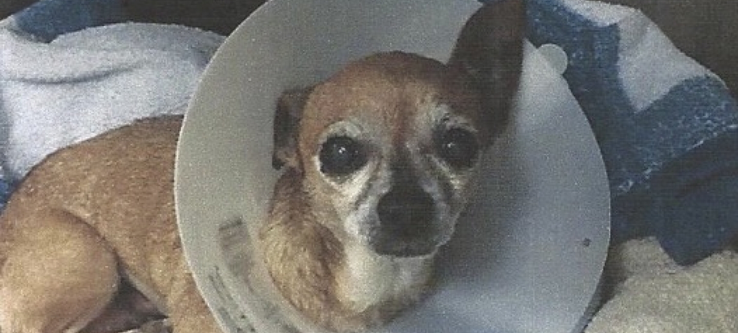 Chihuahua getting tumors removed