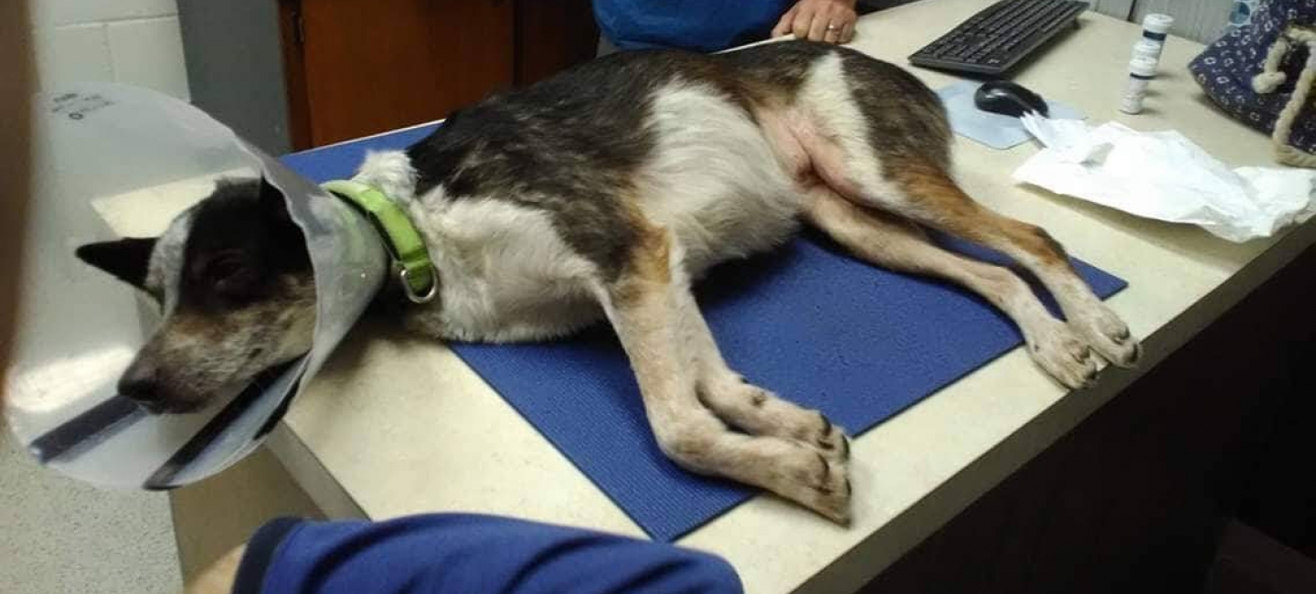 dog on surgery table