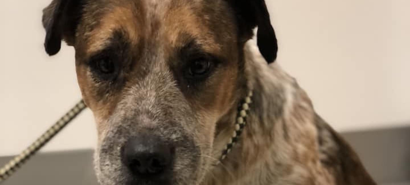 photo of chance Chance the miracle dog