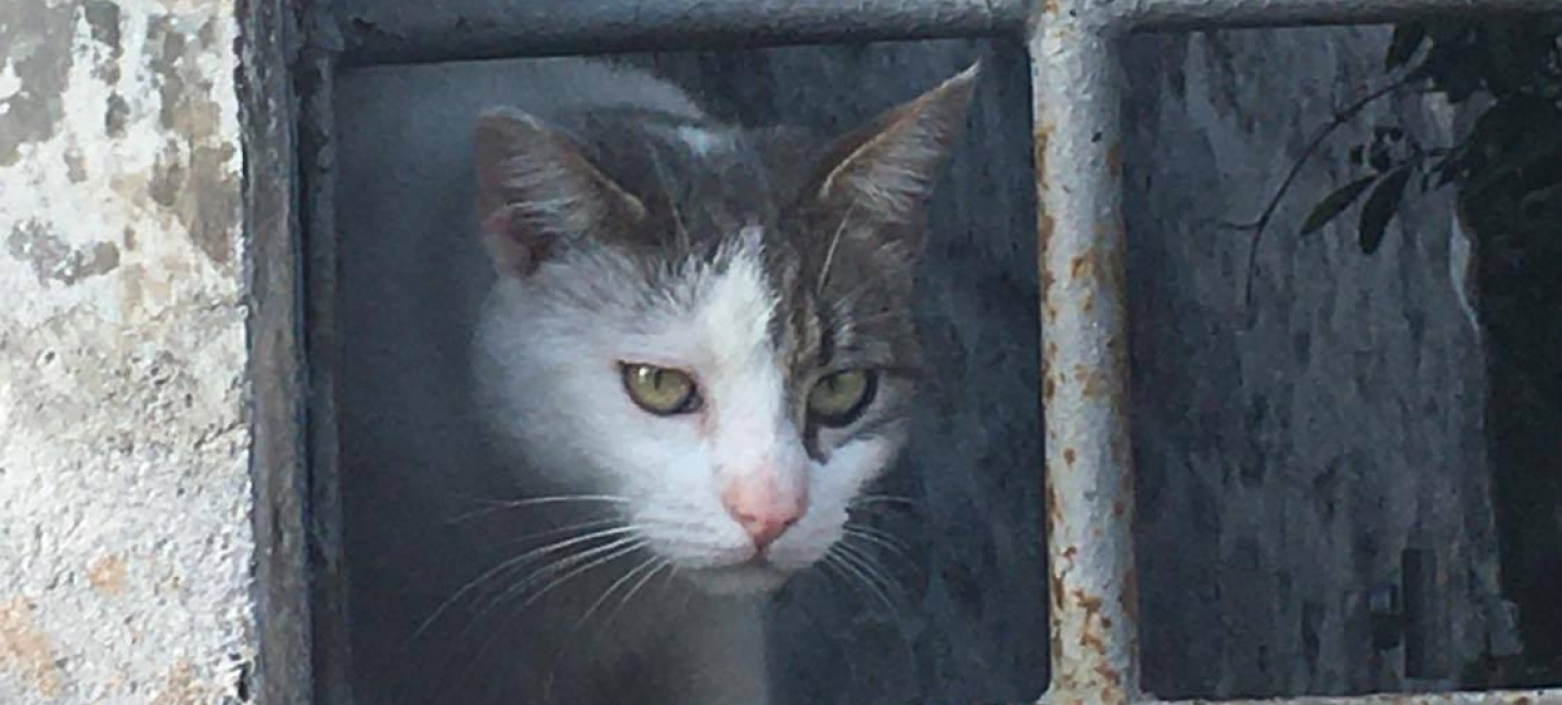 Cat peering through window