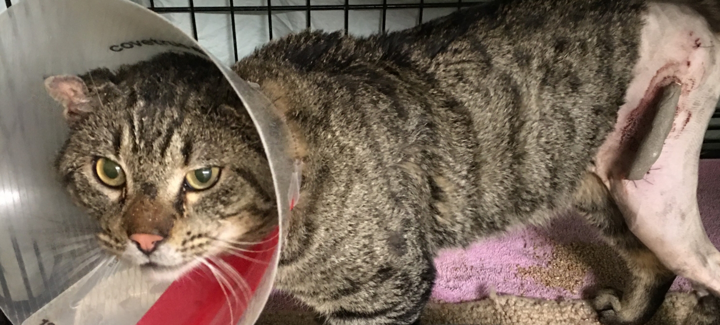 Warlord Cat healing from Surgery