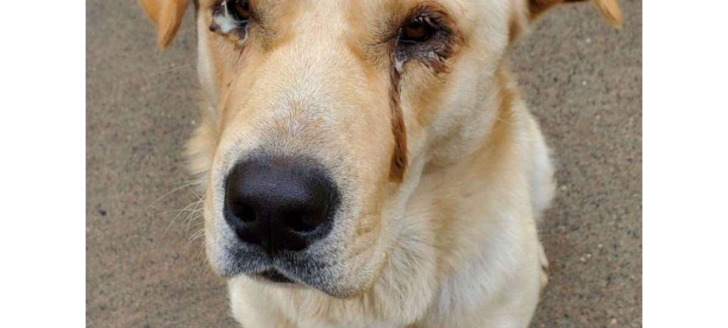 Conan, suffered from Entropian, but is now recovered