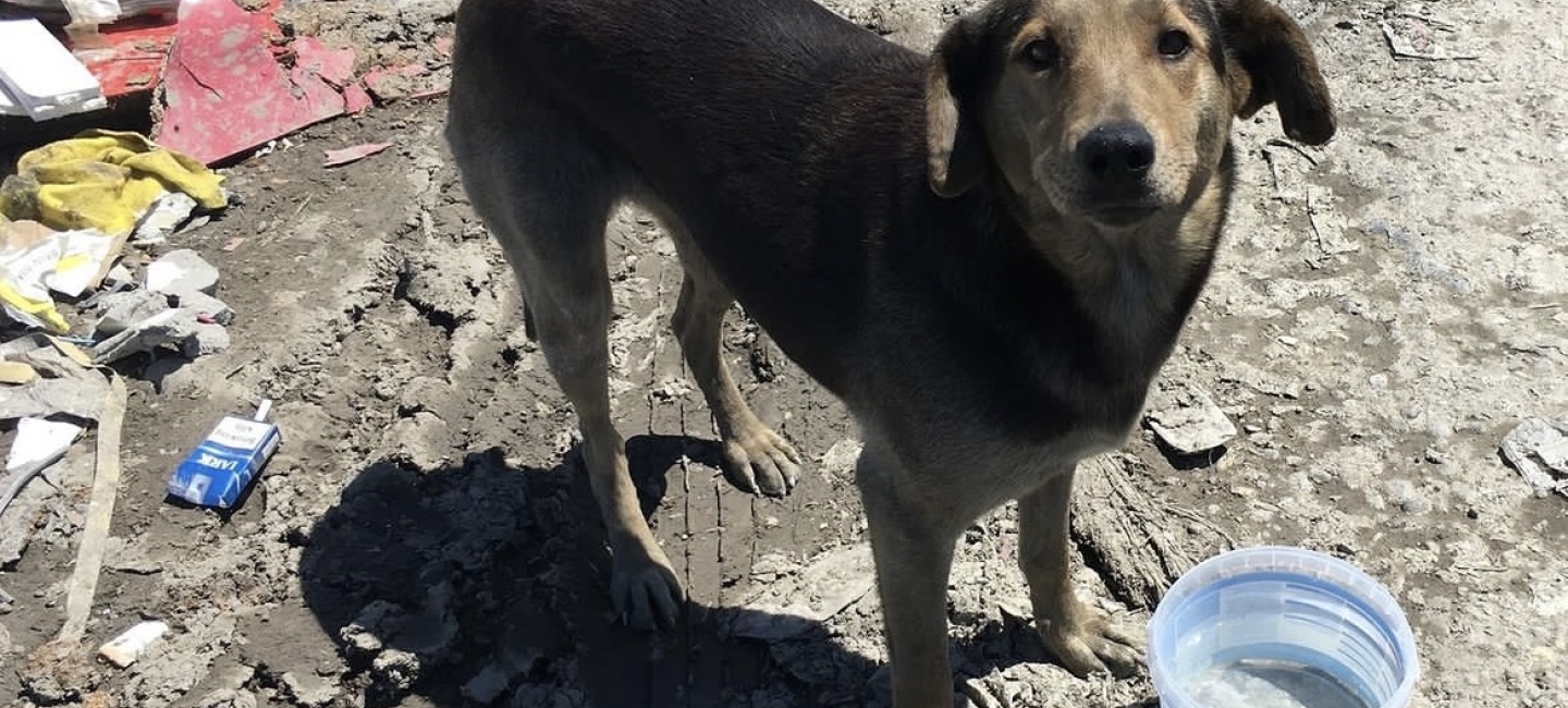 Dumpster dog awaiting medication from a rescue worker