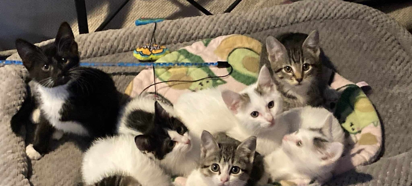 7 Orphaned kittens get a new chance at life