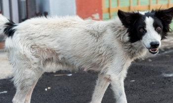 Black and white stray dog at a shelter.