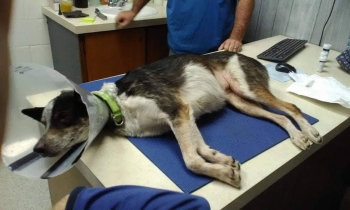 dog on surgery table