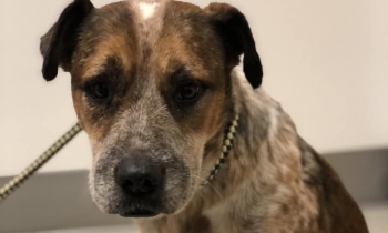 photo of chance Chance the miracle dog