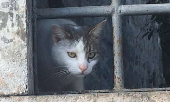 Cat peering through window