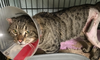 Warlord Cat healing from Surgery