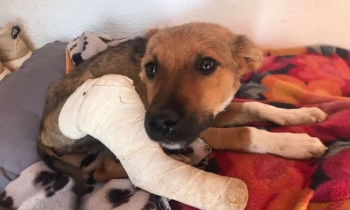 Cheetah, with a fixed broken leg