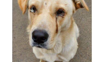 Conan, suffered from Entropian, but is now recovered