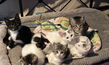 7 Orphaned kittens get a new chance at life