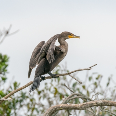 bird in tree