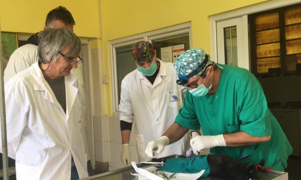 Training future veterinarians Training future veterinarians