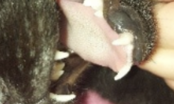 Hook stuck in skin Hook stuck in side of cats mouth