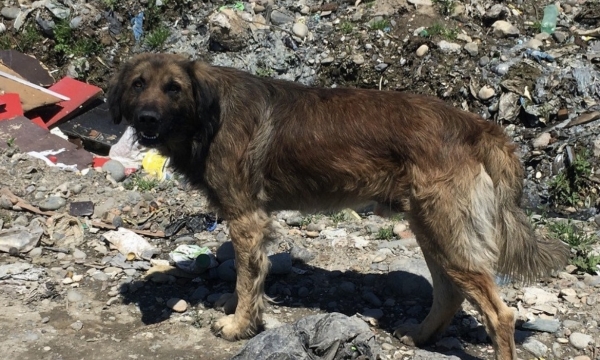 Dumpster dog looks watches rescuers