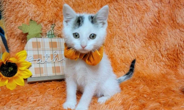 Kitty Hocus