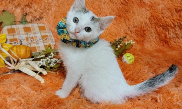 Kitty Pocus
