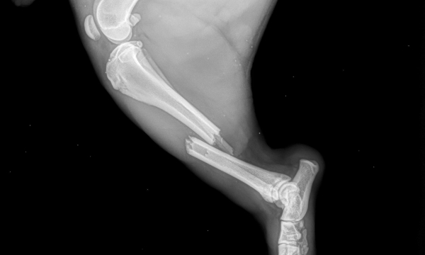 Oreo Xray