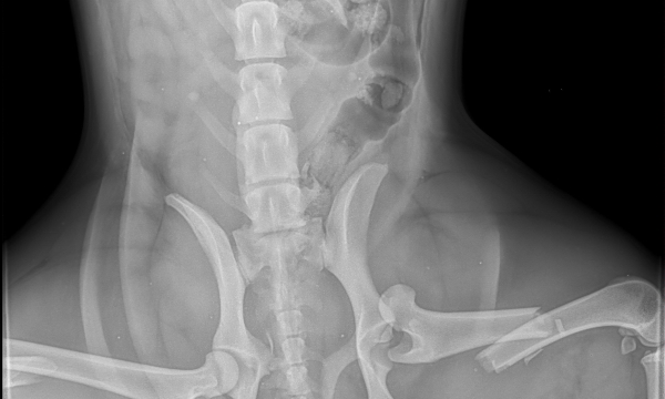Oreo xray 3 Oreo Xray 3