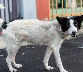 Black and white stray dog at a shelter.