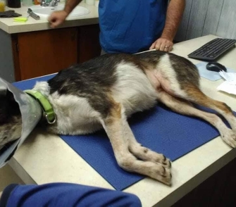 dog on surgery table