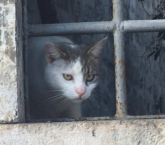 Cat peering through window