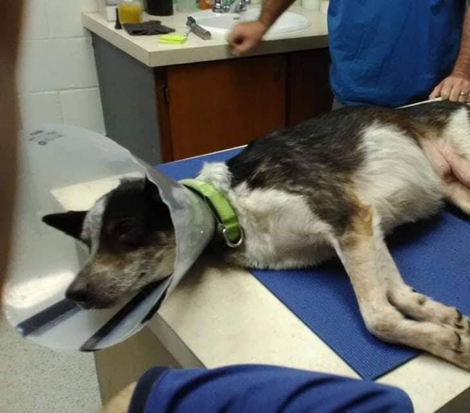 dog on surgery table